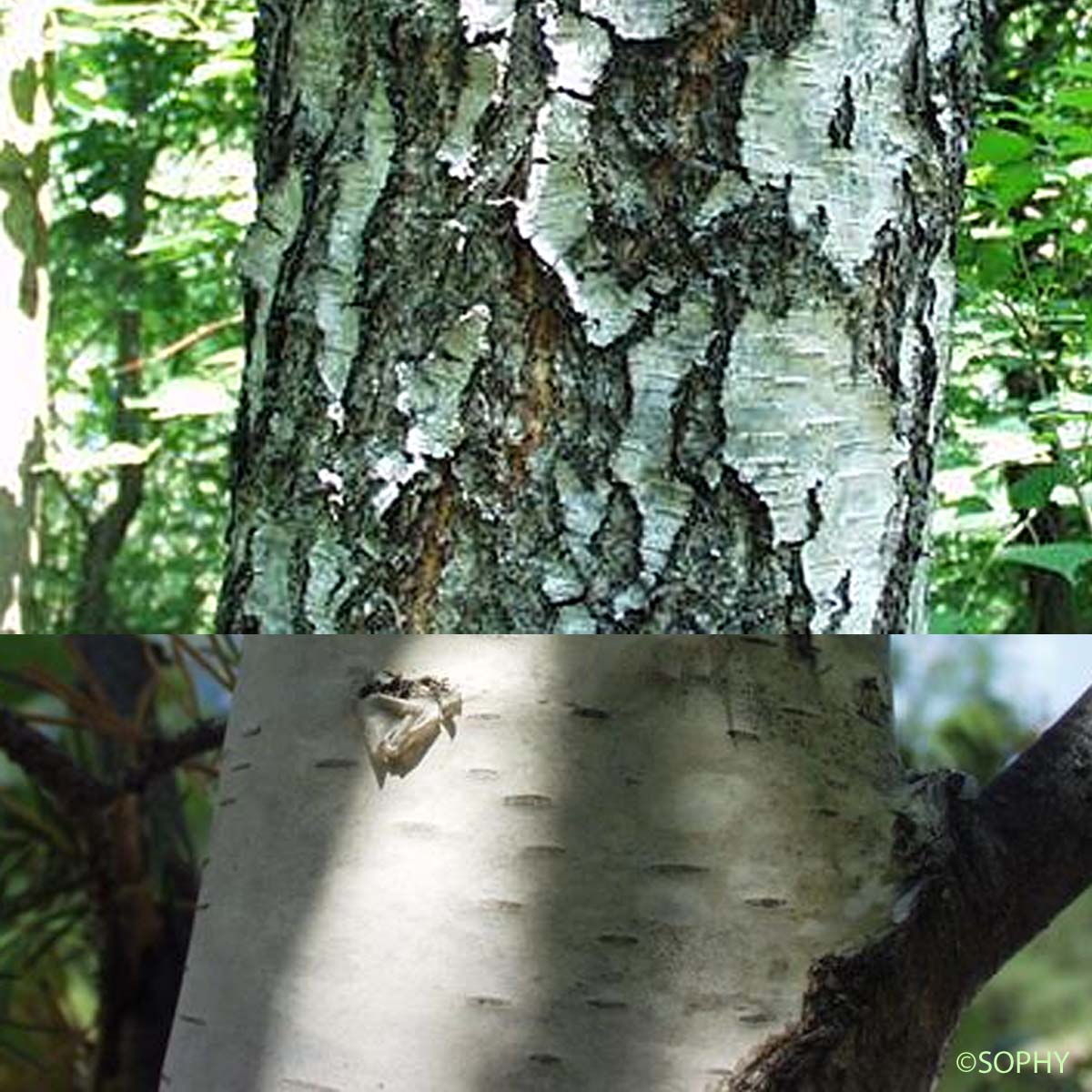 Bouleau pendant - Betula pendula