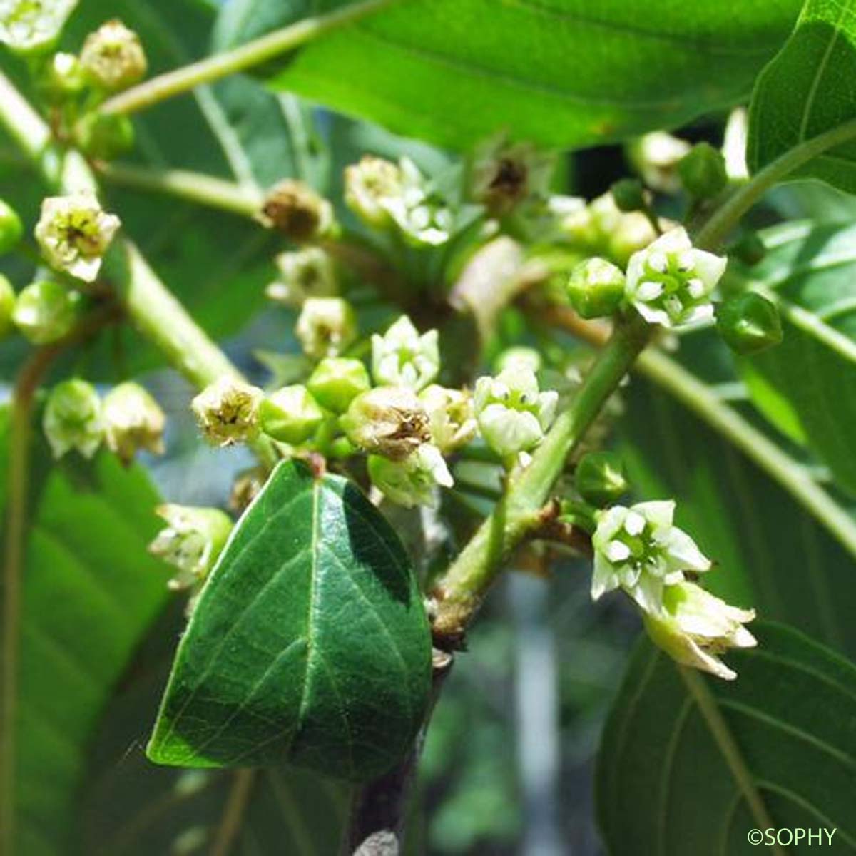 Bourdaine - Frangula alnus subsp. alnus