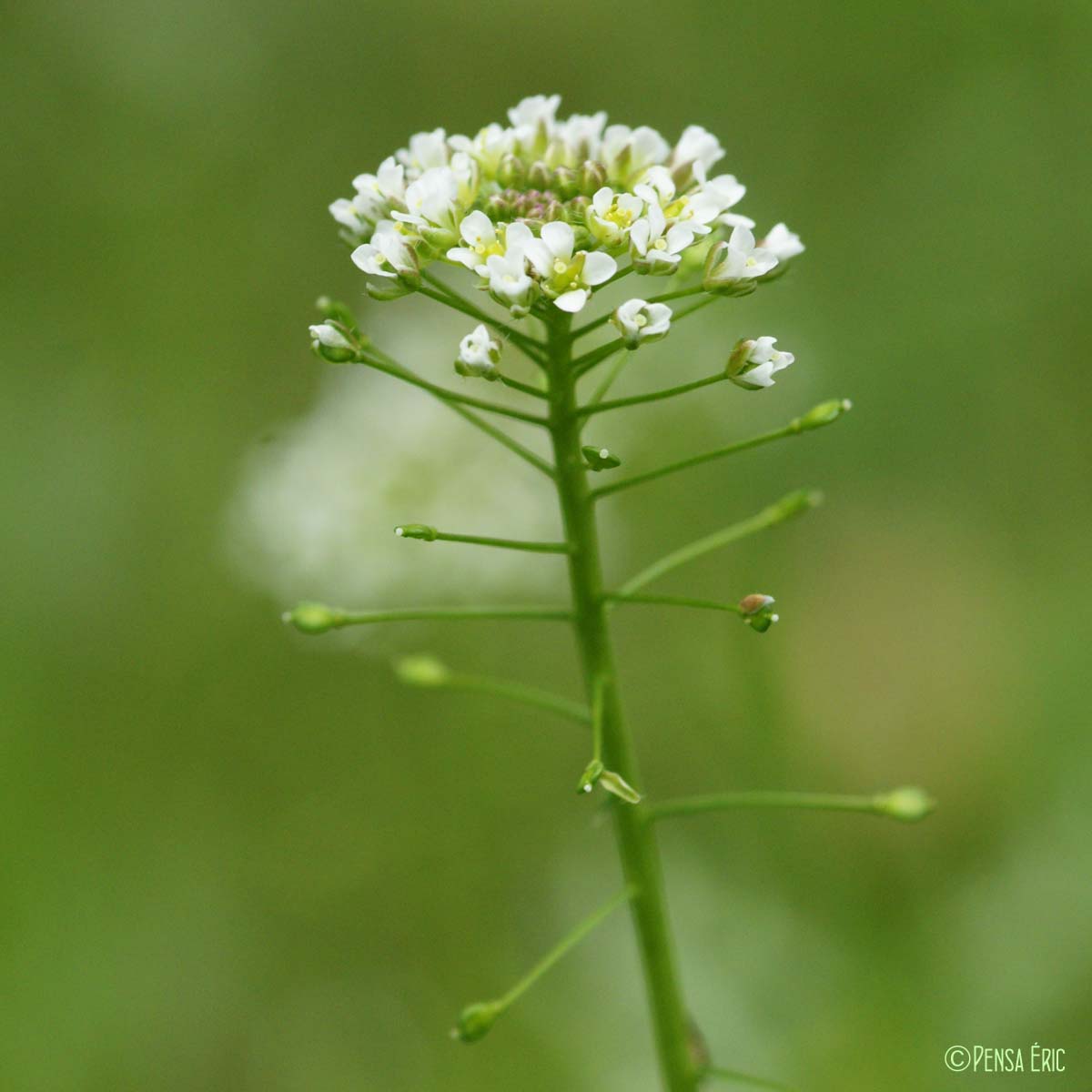 Bourse-à-pasteur - Capsella bursa-pastoris