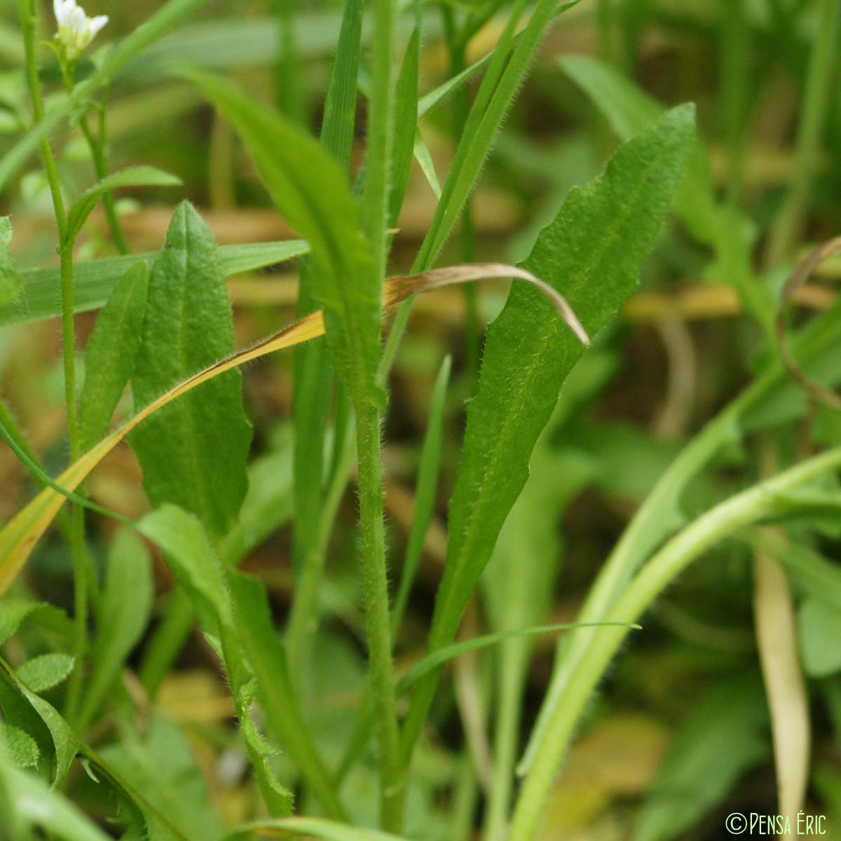 Bourse-à-pasteur - Capsella bursa-pastoris