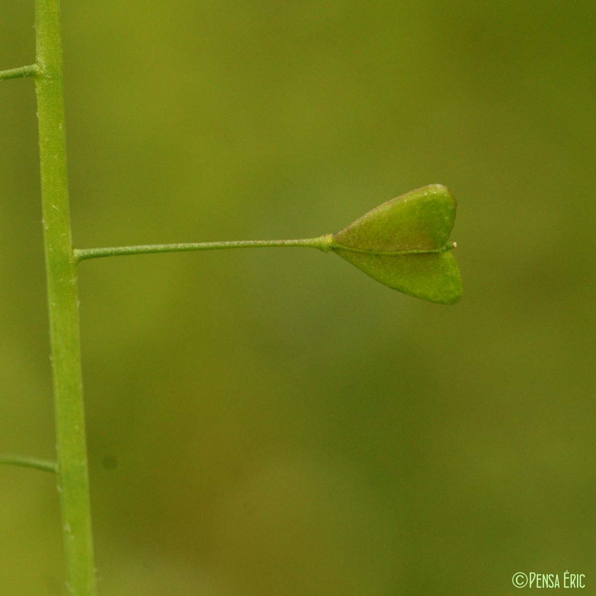 Bourse-à-pasteur - Capsella bursa-pastoris