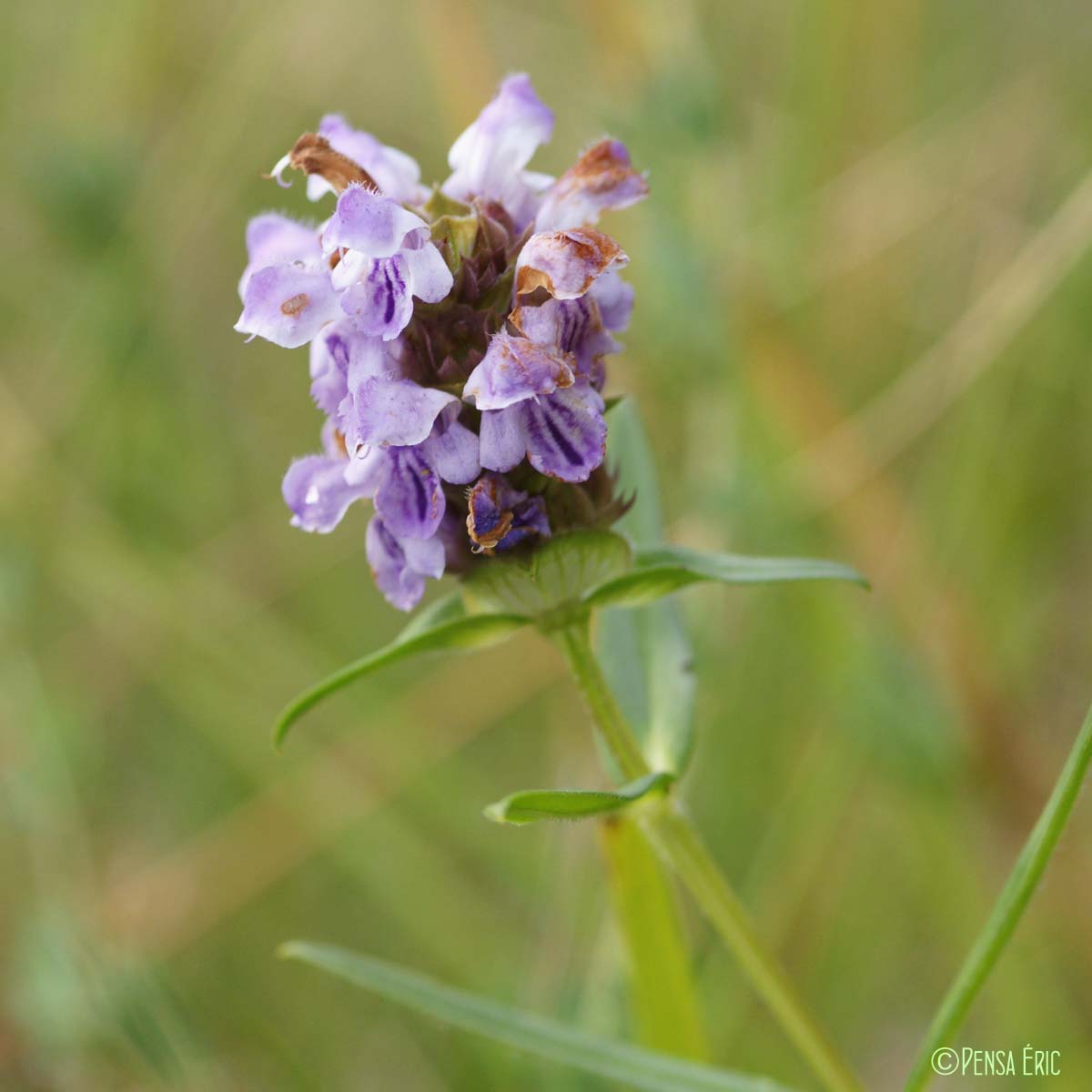 Brunelle à feuilles d'hysope - Prunella hyssopifolia