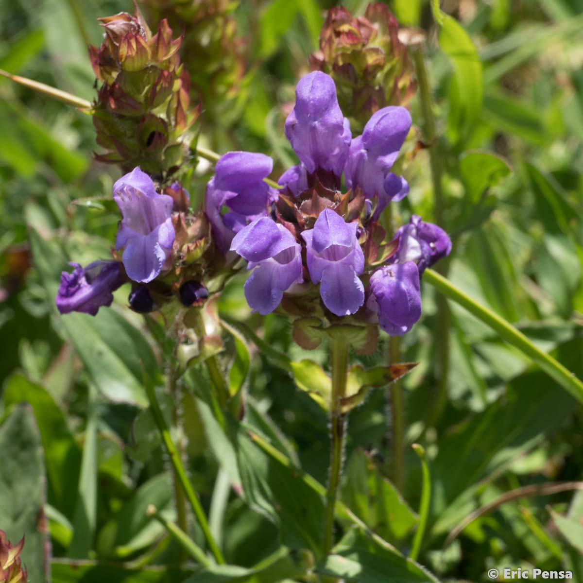 Brunelle à grandes fleurs - Prunella grandiflora