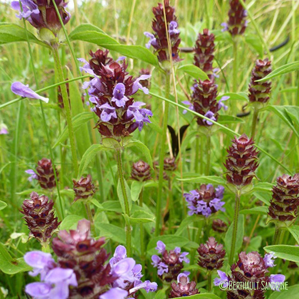 Brunelle commune - Prunella vulgaris