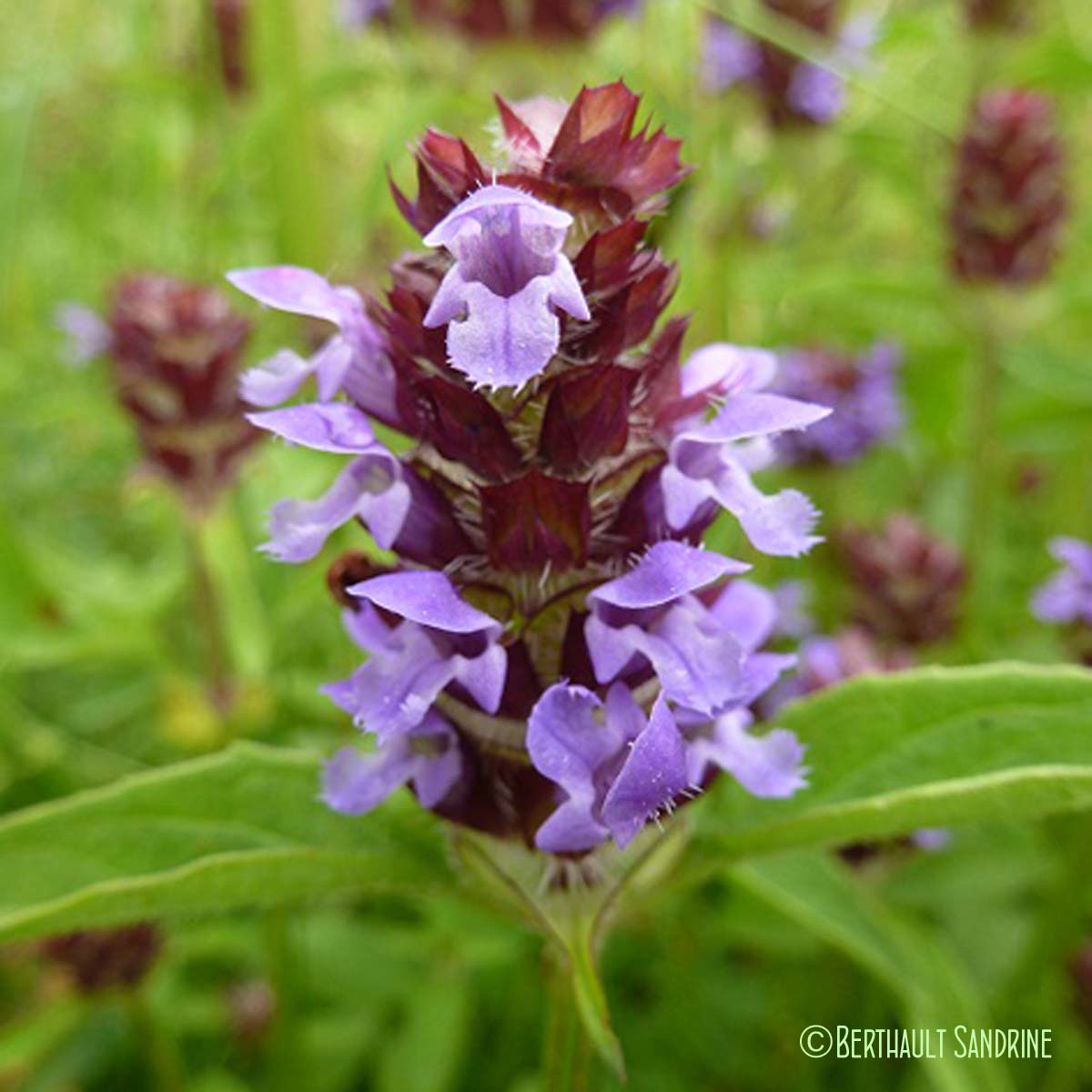 Brunelle commune - Prunella vulgaris