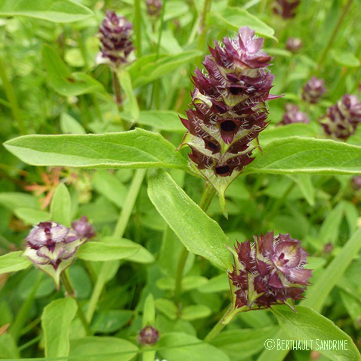 Brunelle commune - Prunella vulgaris