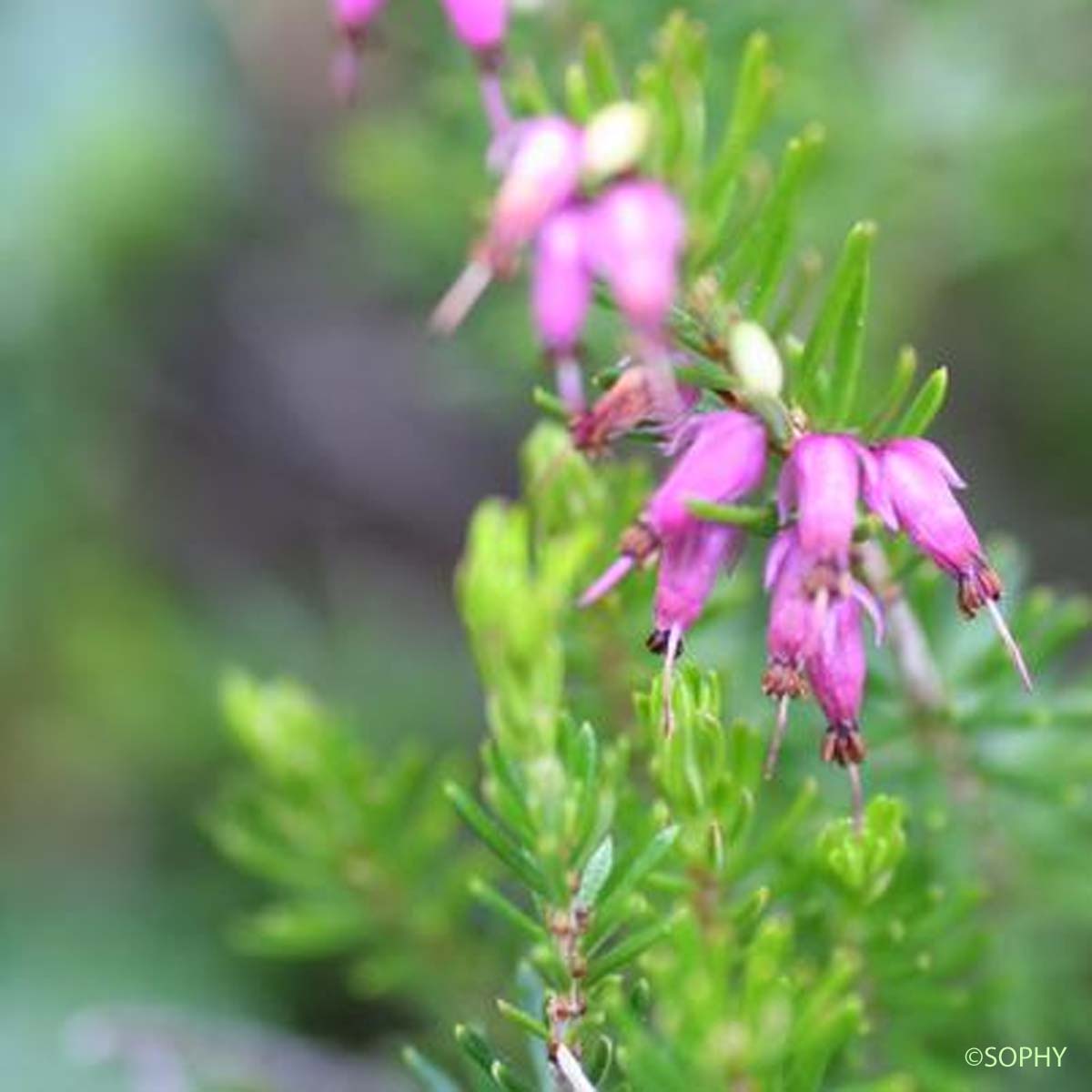 Bruyère carnée - Erica carnea