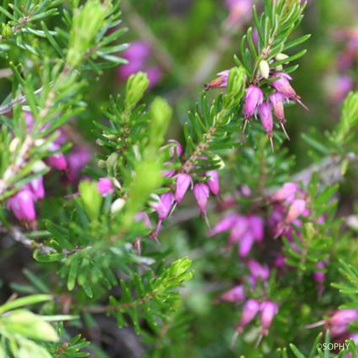 Bruyère carnée - Erica carnea