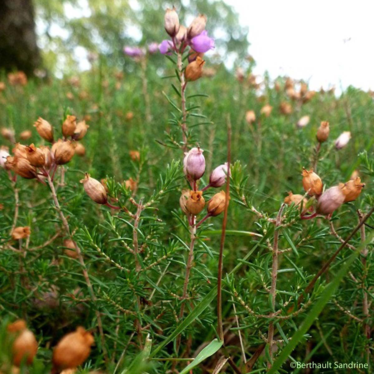 Bruyère cendrée - Erica cinerea