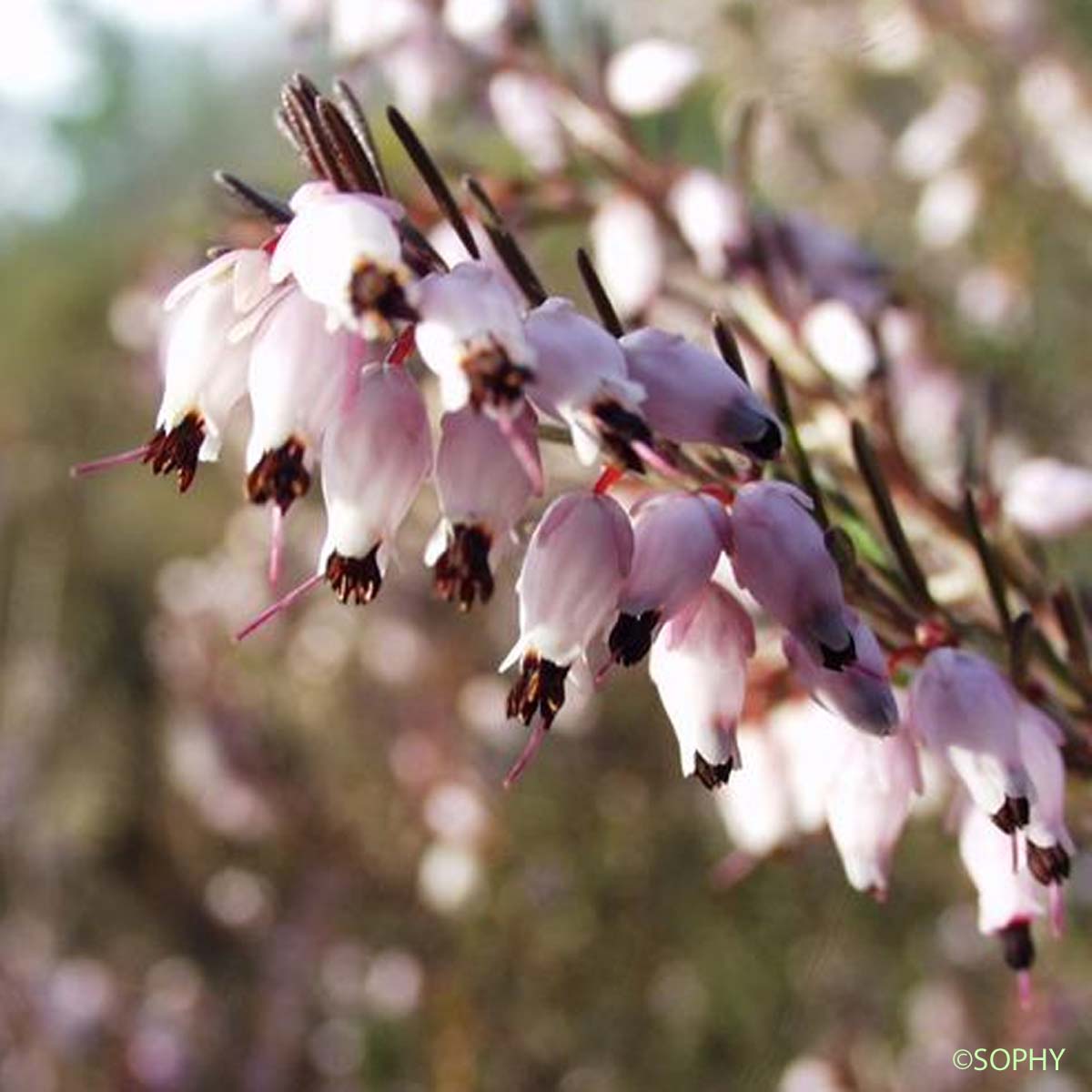 Bruyère de l'ouest - Erica erigena