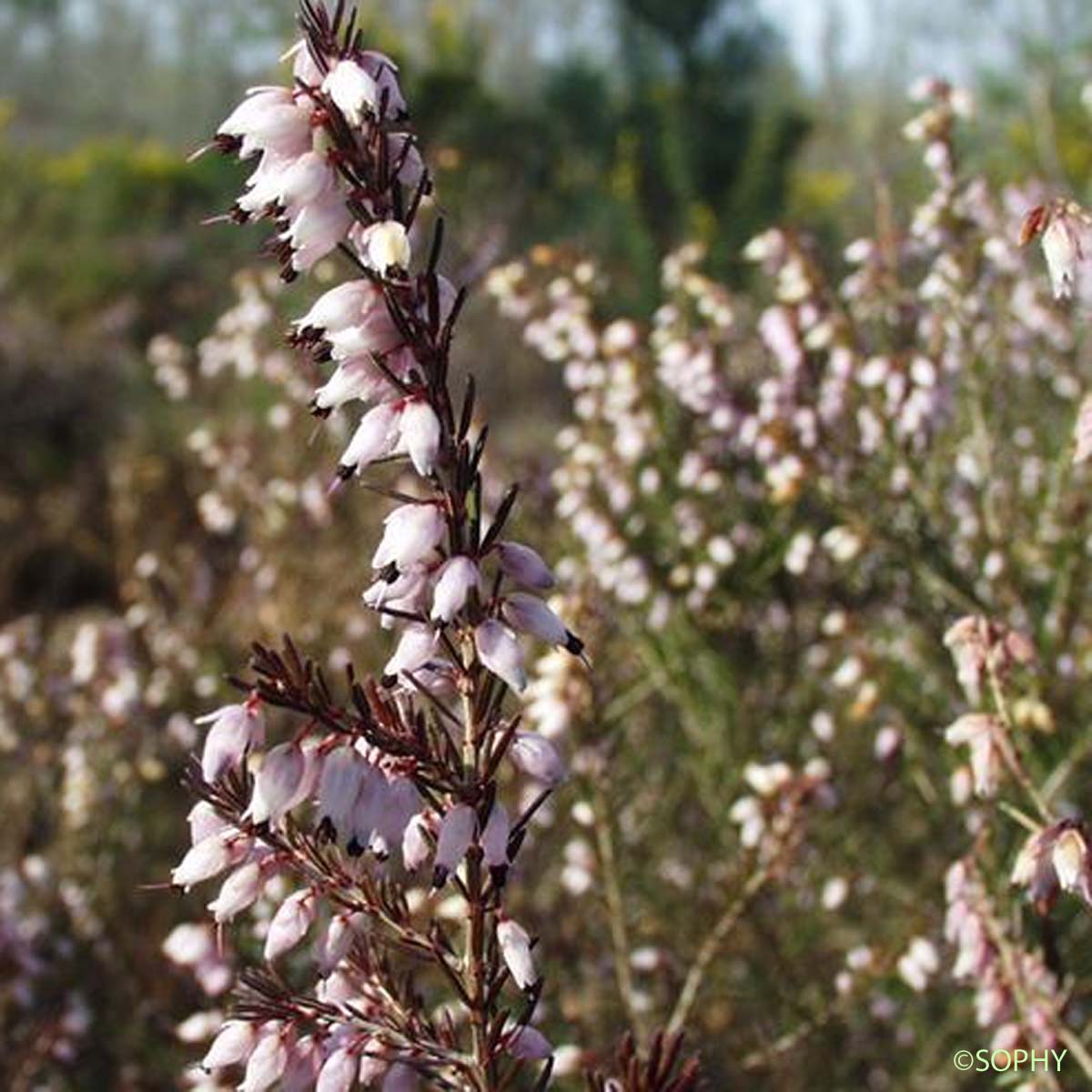 Bruyère de l'ouest - Erica erigena