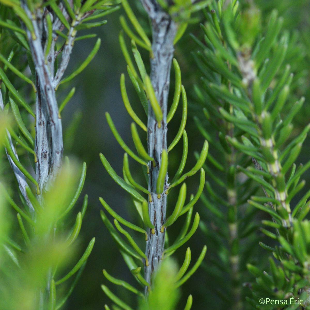 Bruyère à fleurs nombreuses - Erica multiflora