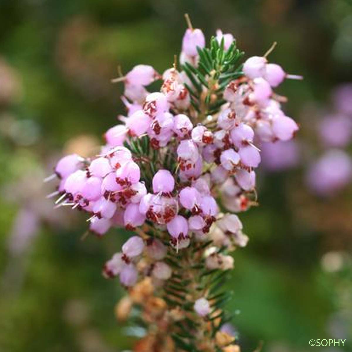 Bruyère vagabonde - Erica vagans