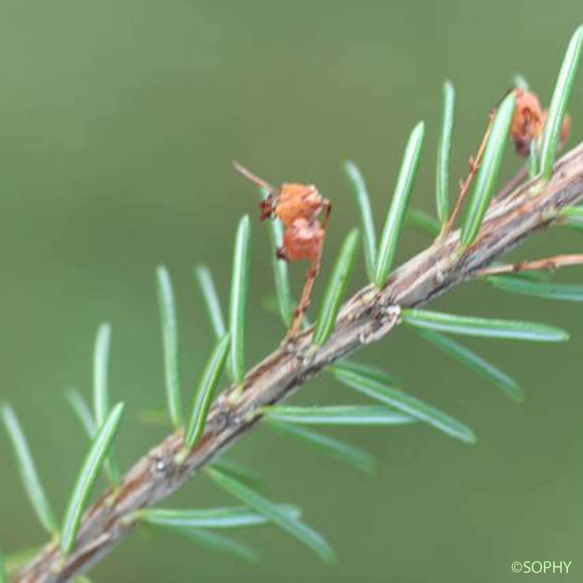 Bruyère vagabonde - Erica vagans