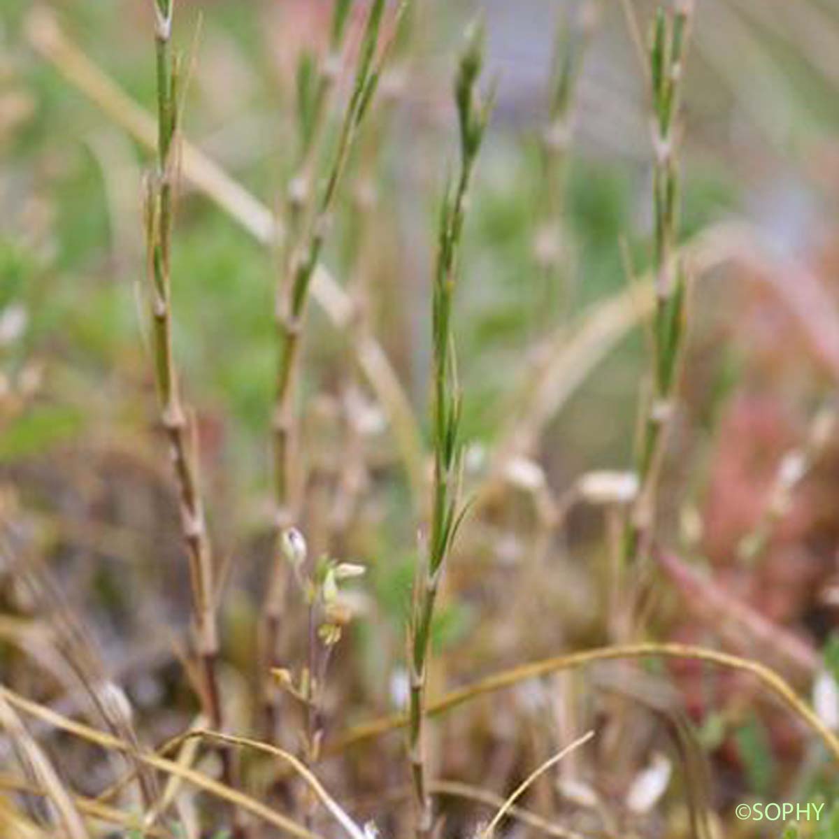 Buffonie à grosses graines - Bufonia paniculata