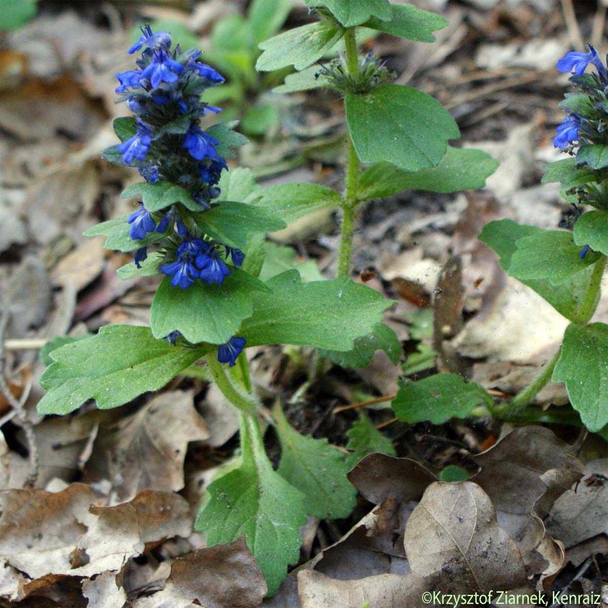 Bugle de Genève - Ajuga genevensis