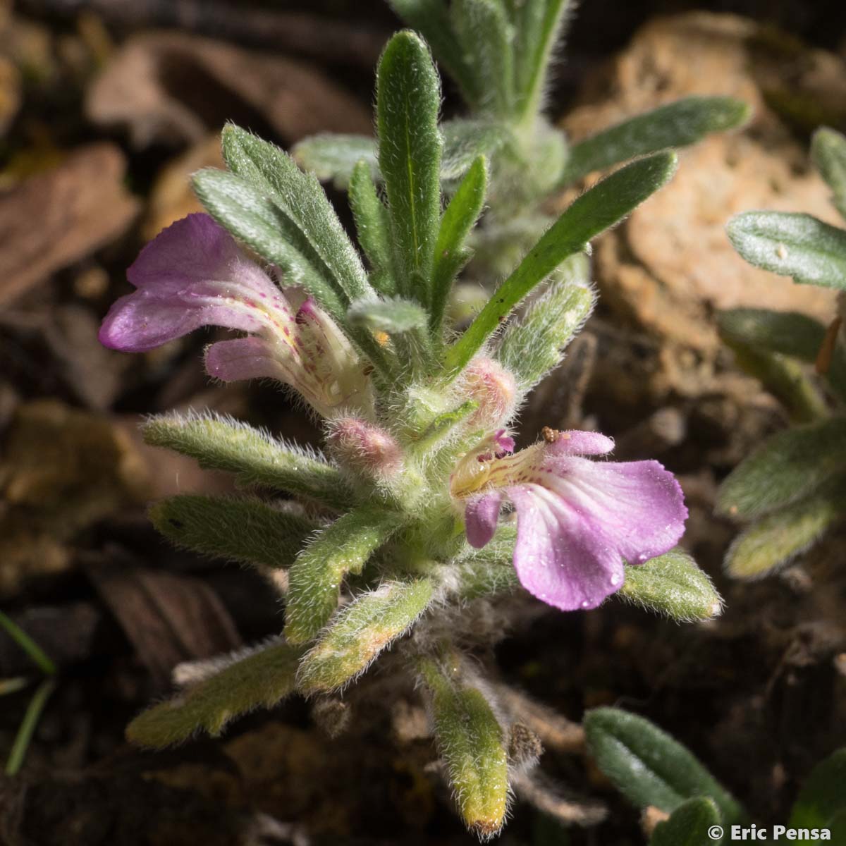 Bugle petit-if - Ajuga iva var. iva