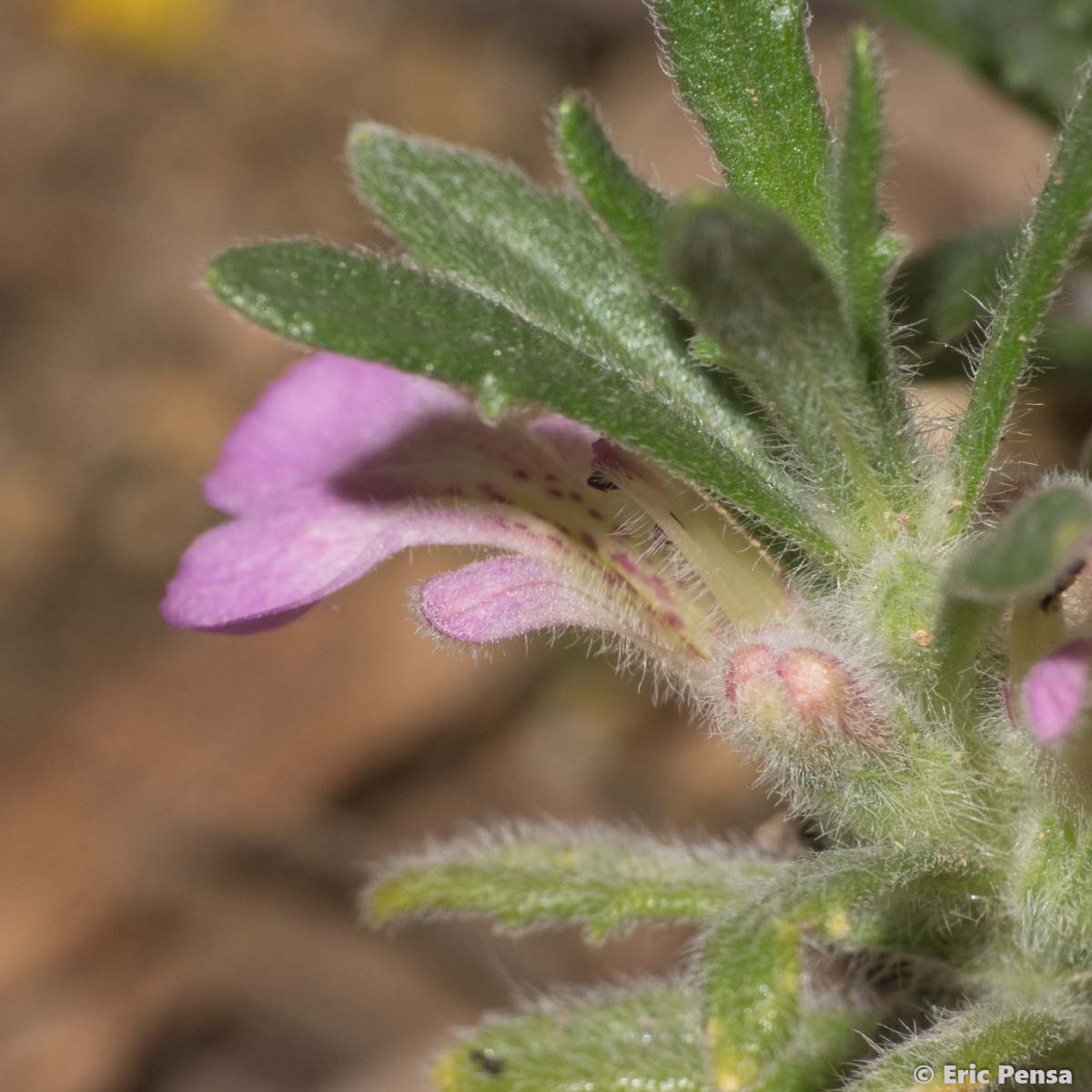 Bugle petit-if - Ajuga iva var. iva