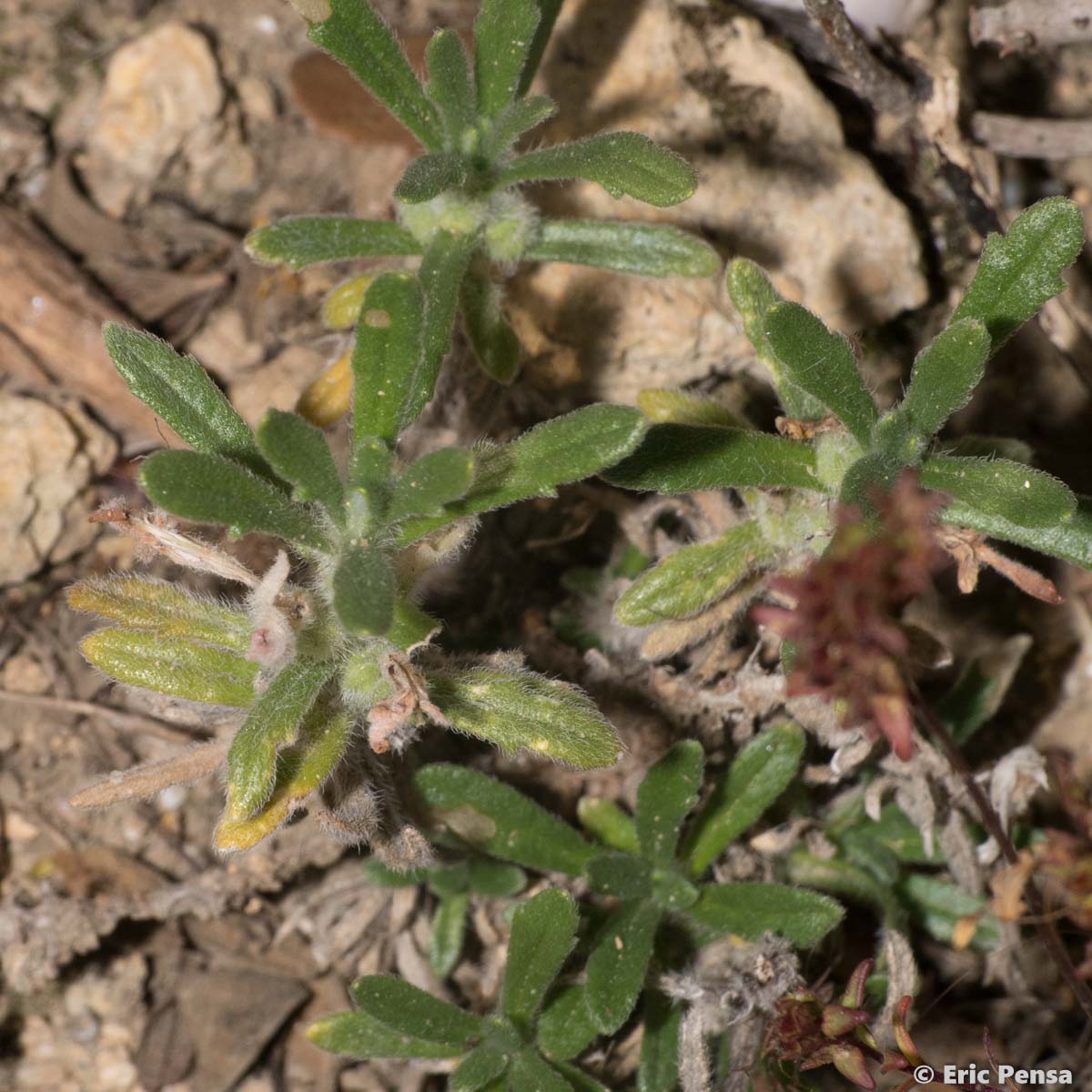 Bugle petit-if - Ajuga iva var. iva