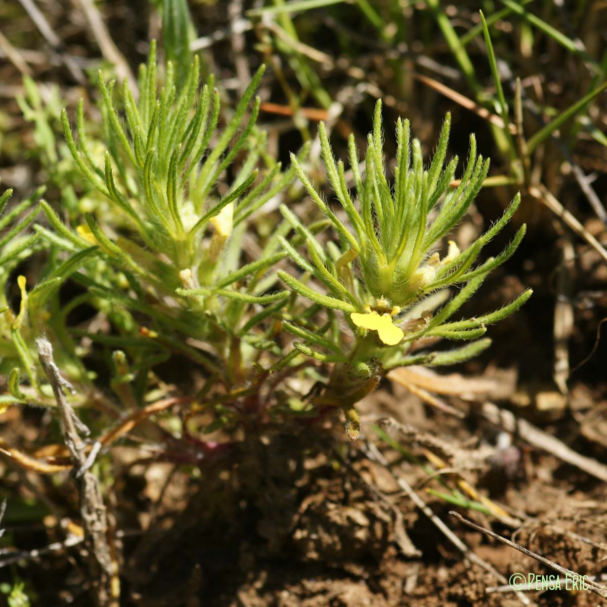 Bugle petit-pin - Ajuga chamaepitys