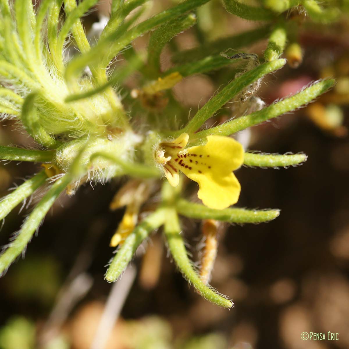 Bugle petit-pin - Ajuga chamaepitys