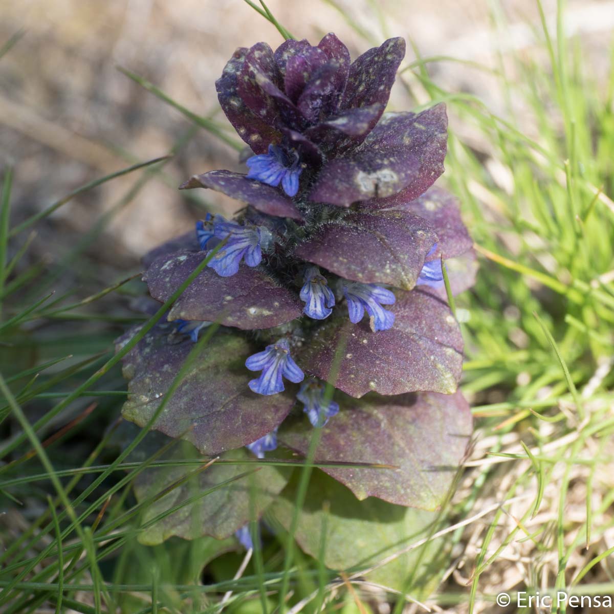 Bugle pyramidale - Ajuga pyramidalis