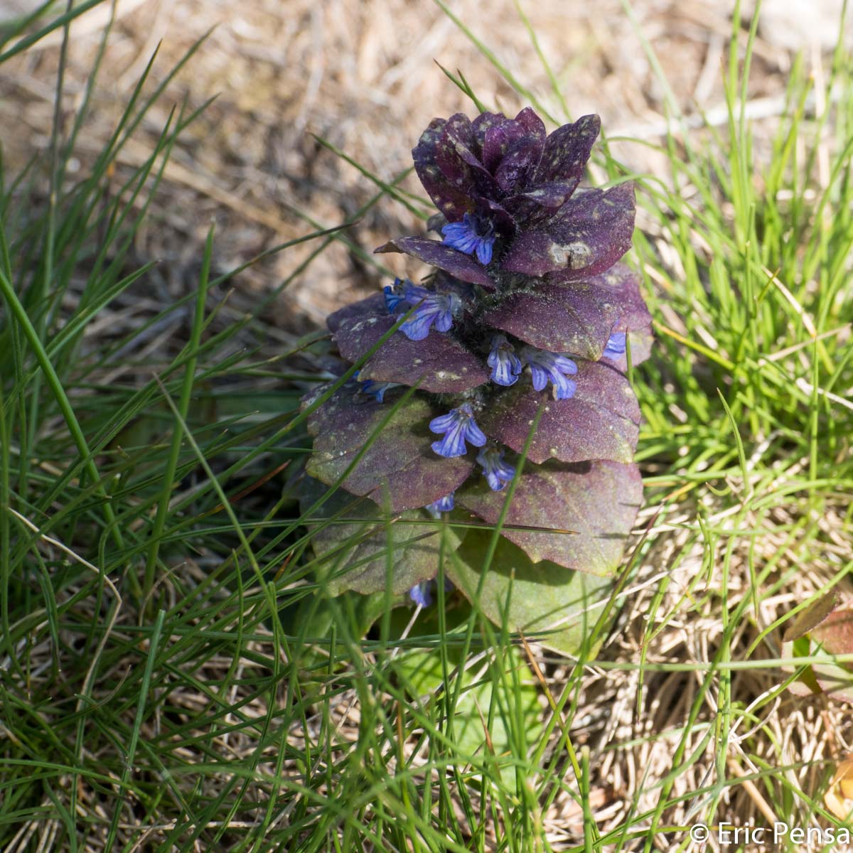 Bugle pyramidale - Ajuga pyramidalis