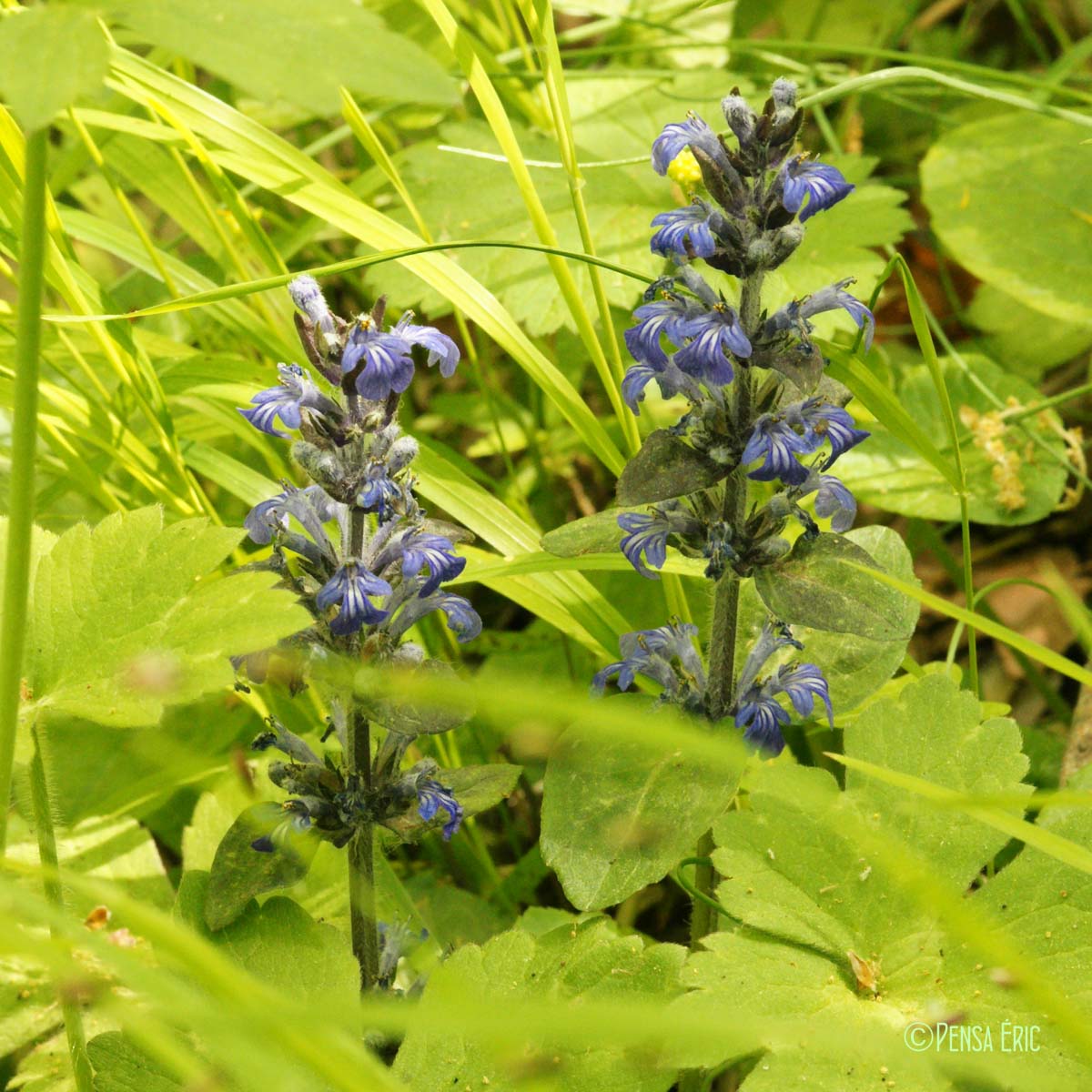 Bugle rampante - Ajuga reptans