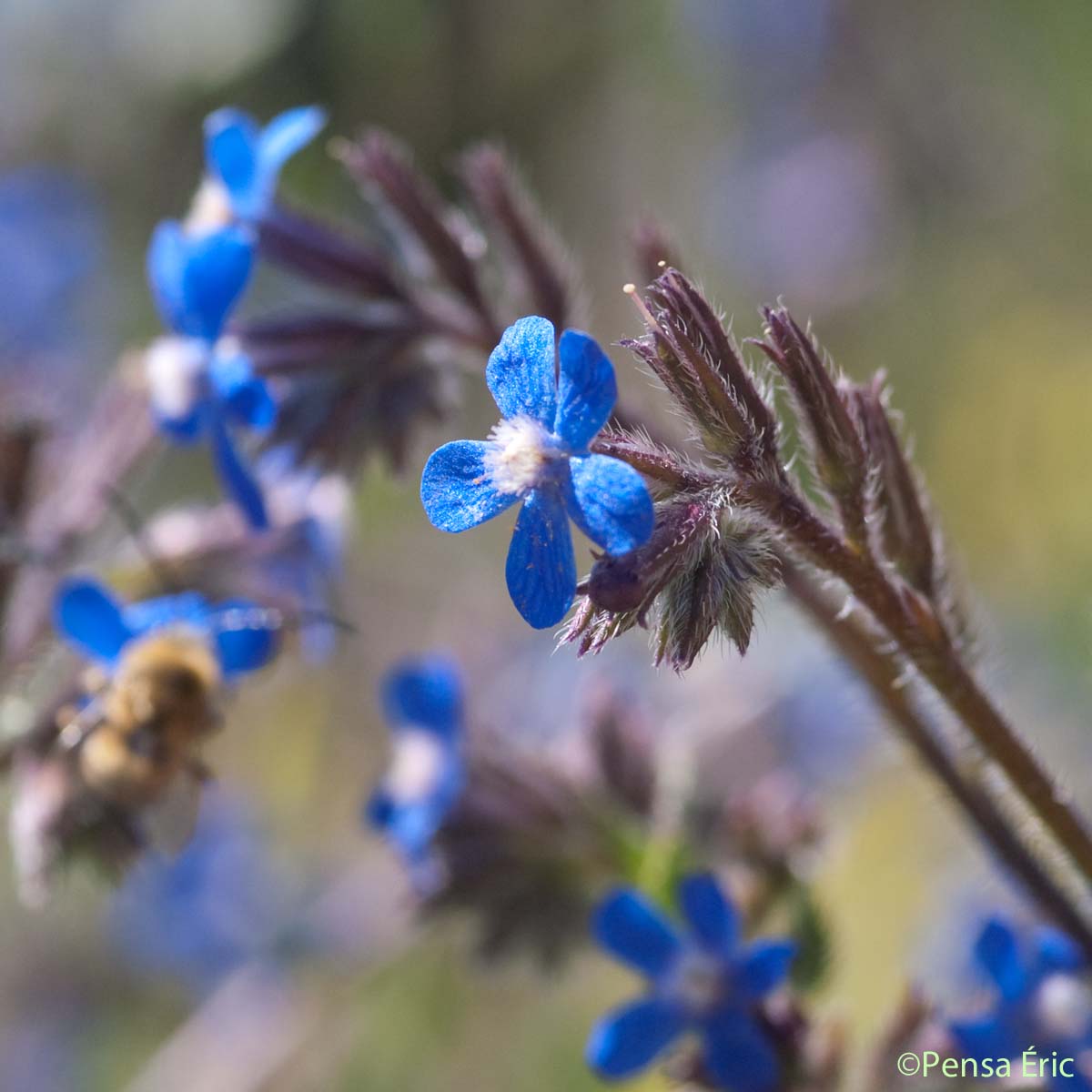 Buglosse d'Italie - Anchusa azurea
