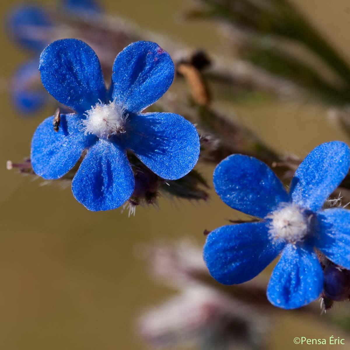 Buglosse d'Italie - Anchusa azurea