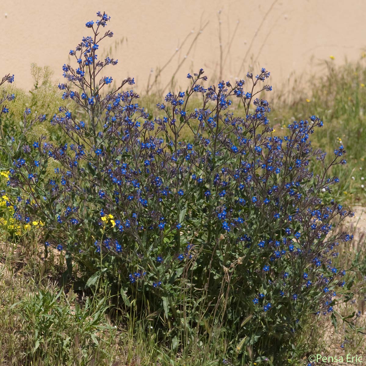Buglosse d'Italie - Anchusa azurea