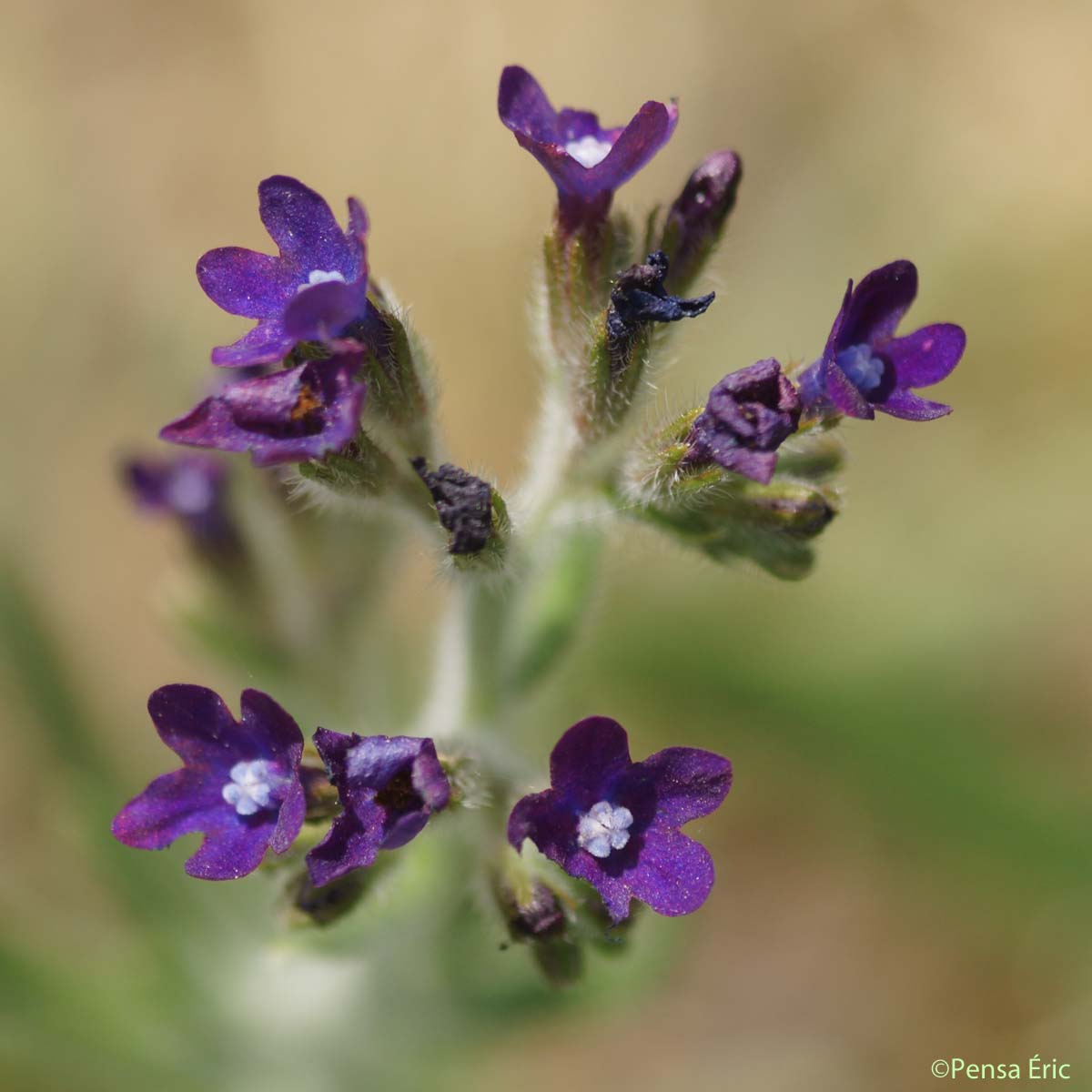 Buglosse officinale - Anchusa officinalis