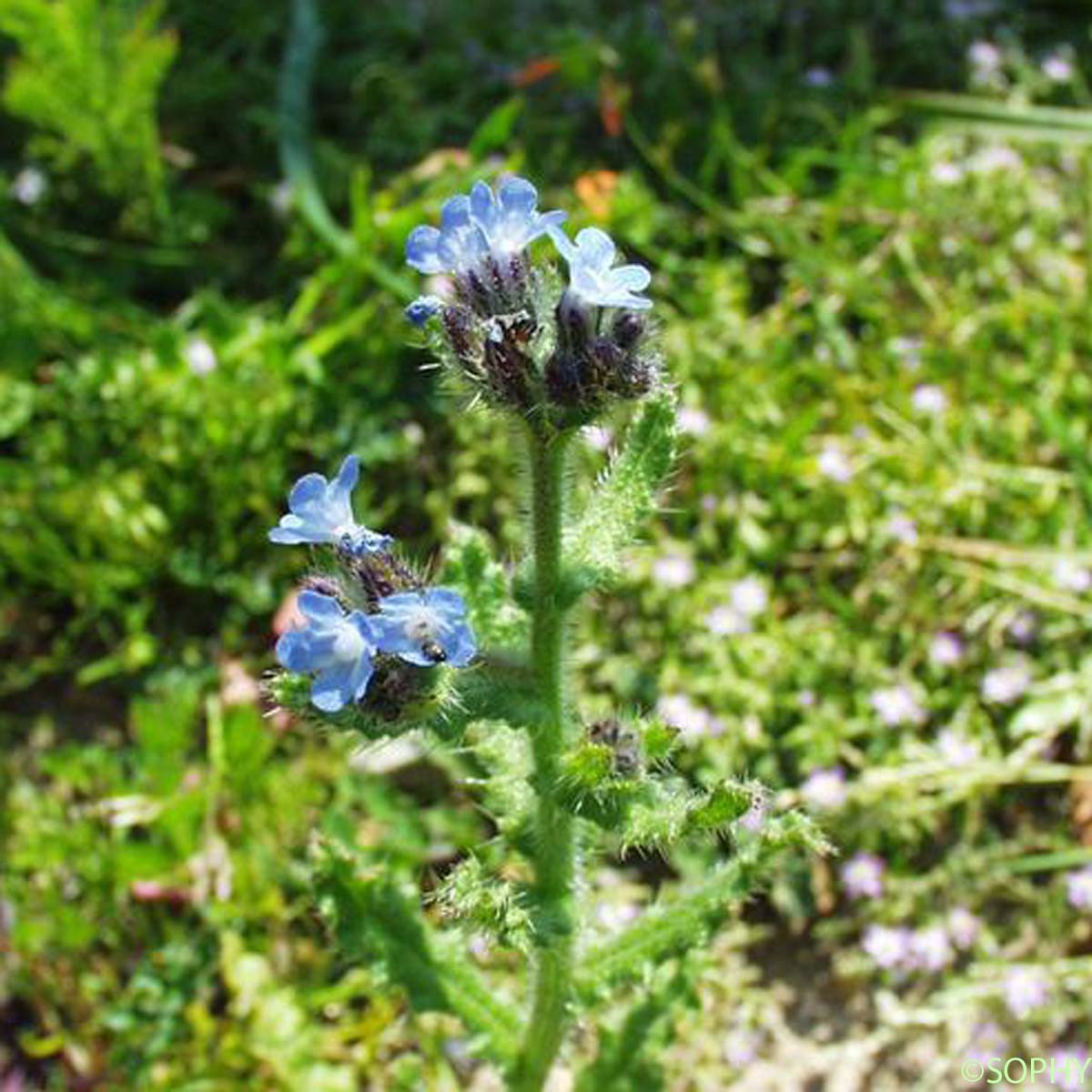 Buglosse ondulée - Anchusa undulata