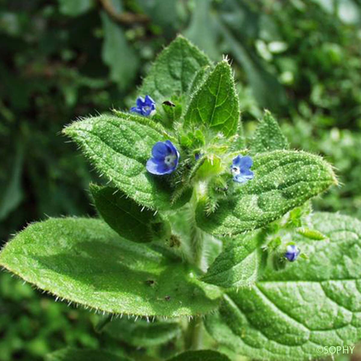 Buglosse toujours verte - Pentaglottis sempervirens