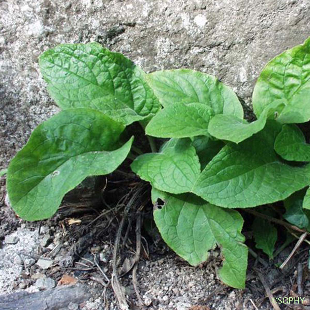 Buglosse toujours verte - Pentaglottis sempervirens