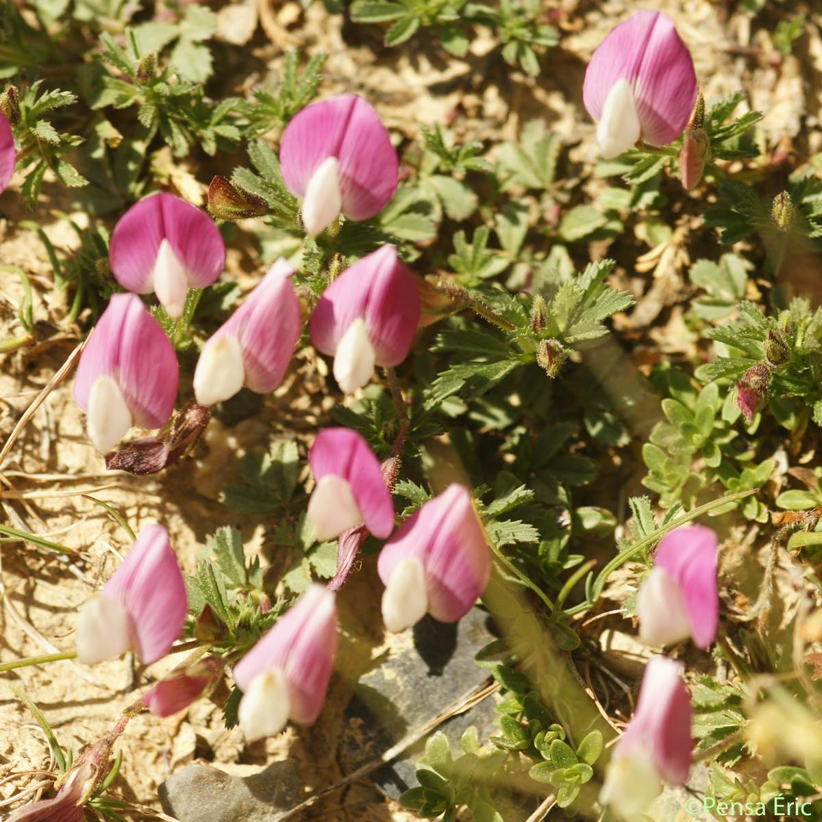 Bugrane à crête - Ononis cristata