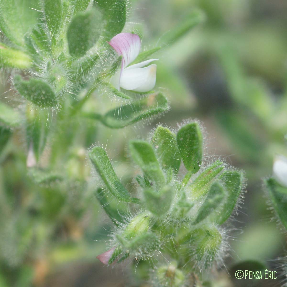 Bugrane à fleurs pendantes - Ononis reclinata