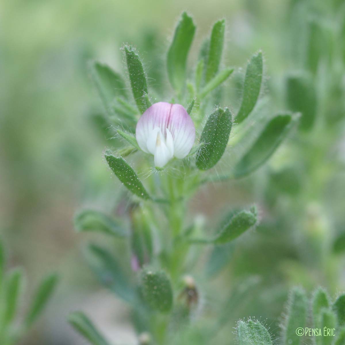 Bugrane à fleurs pendantes - Ononis reclinata