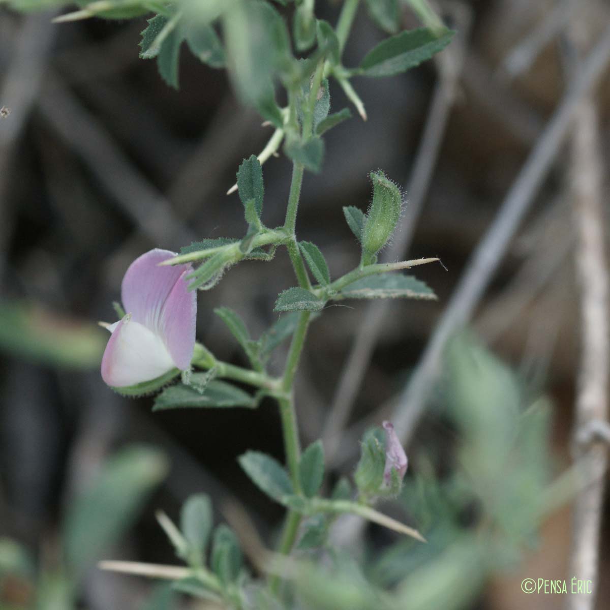 Bugrane épineuse - Ononis spinosa subsp. antiquorum