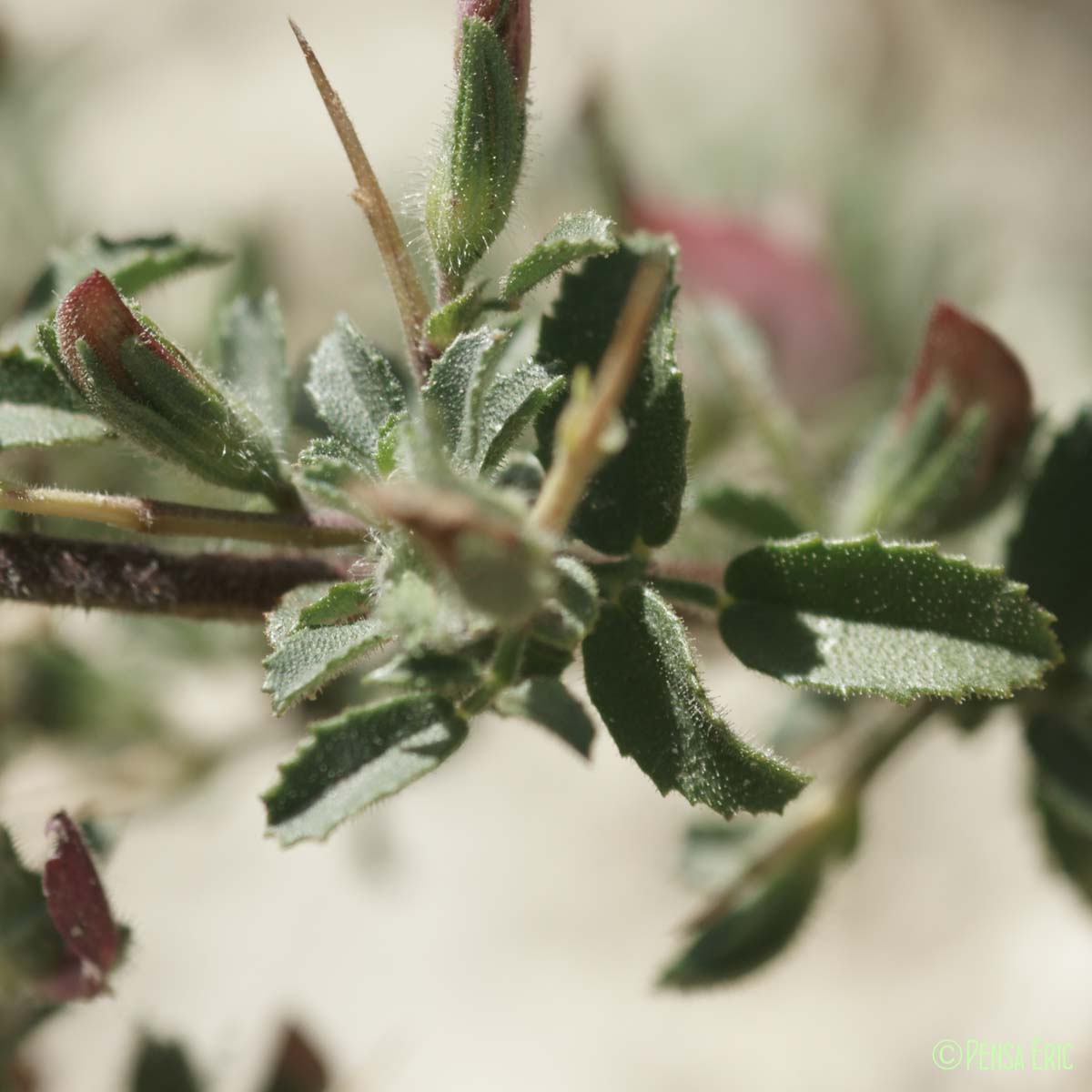 Bugrane épineuse - Ononis spinosa subsp. antiquorum