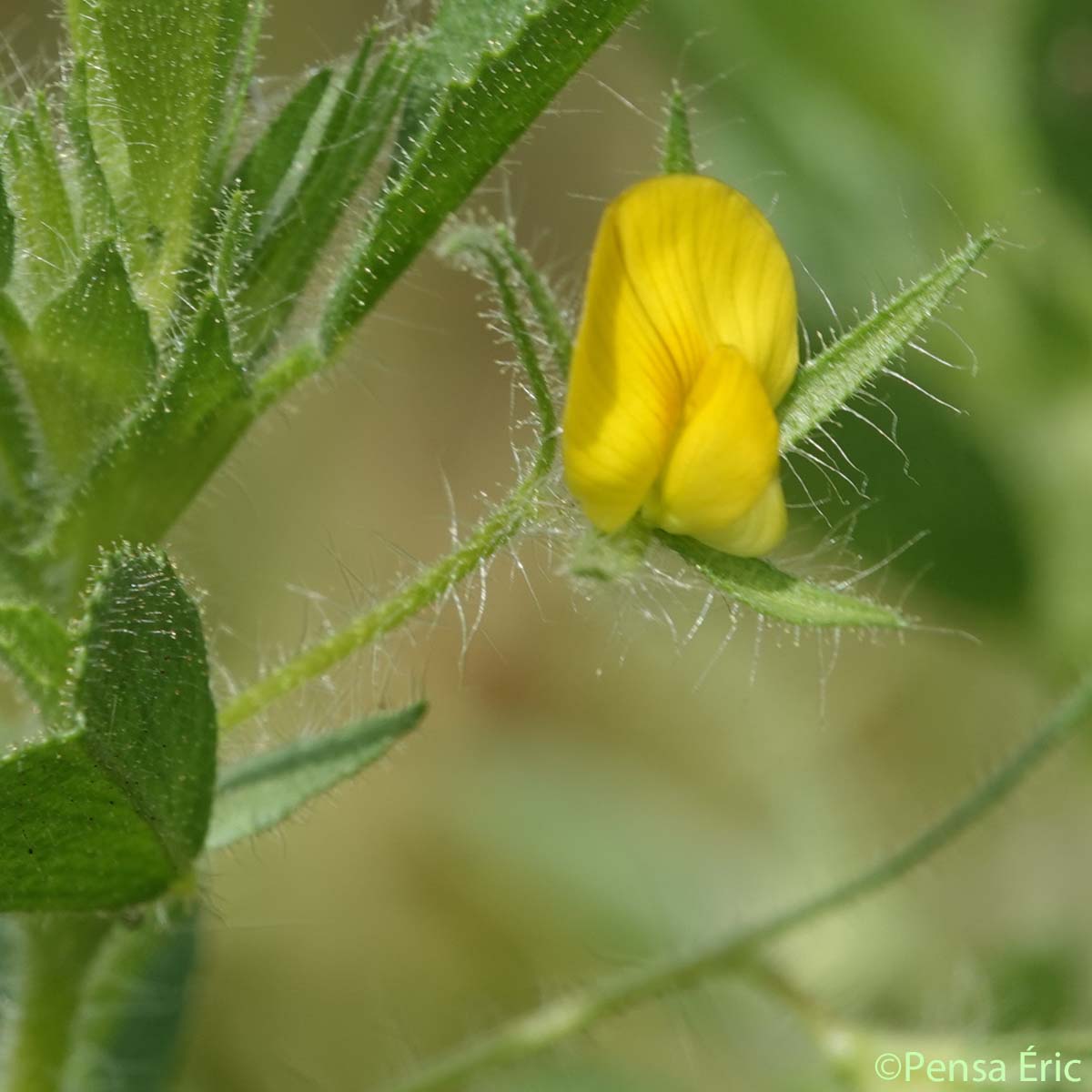 Bugrane visqueuse - Ononis viscosa subsp. viscosa