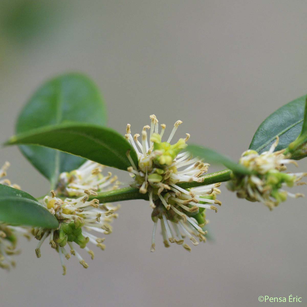 Buis - Buxus sempervirens