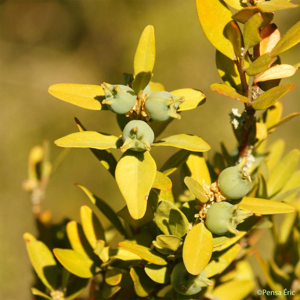 Buis - Buxus sempervirens