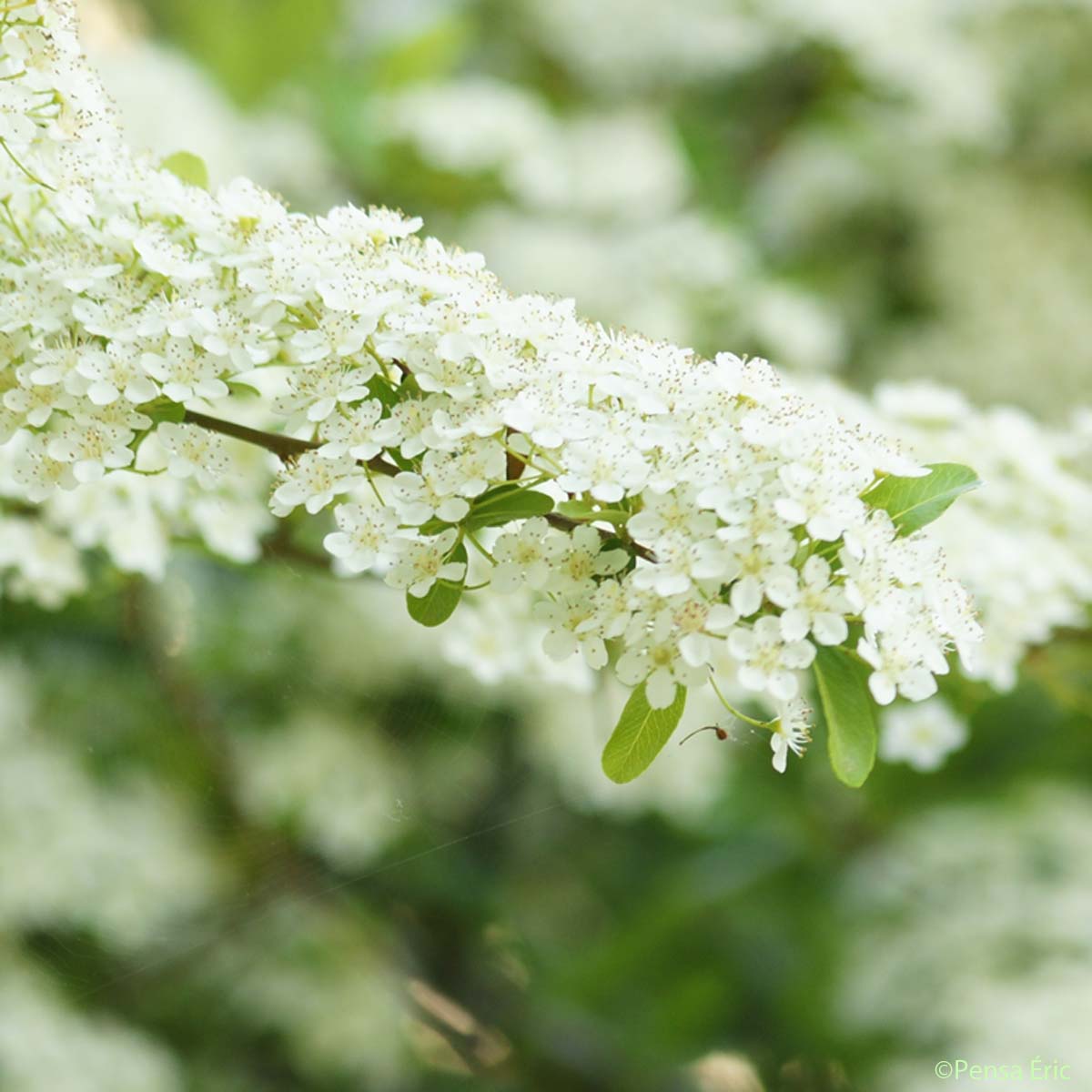 Buisson ardent - Pyracantha coccinea