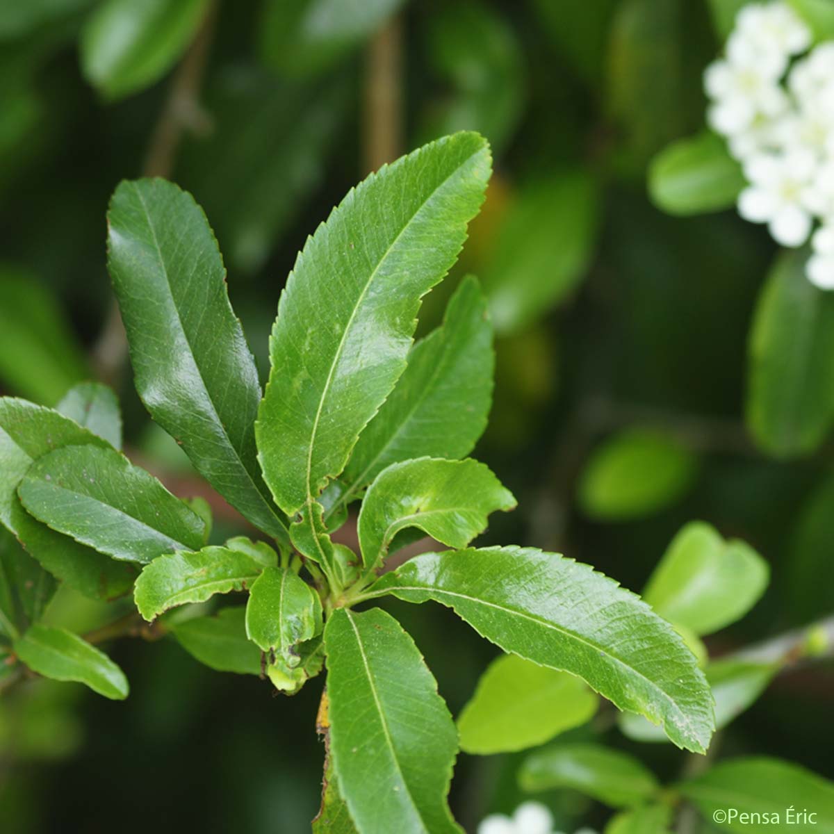 Buisson ardent - Pyracantha coccinea