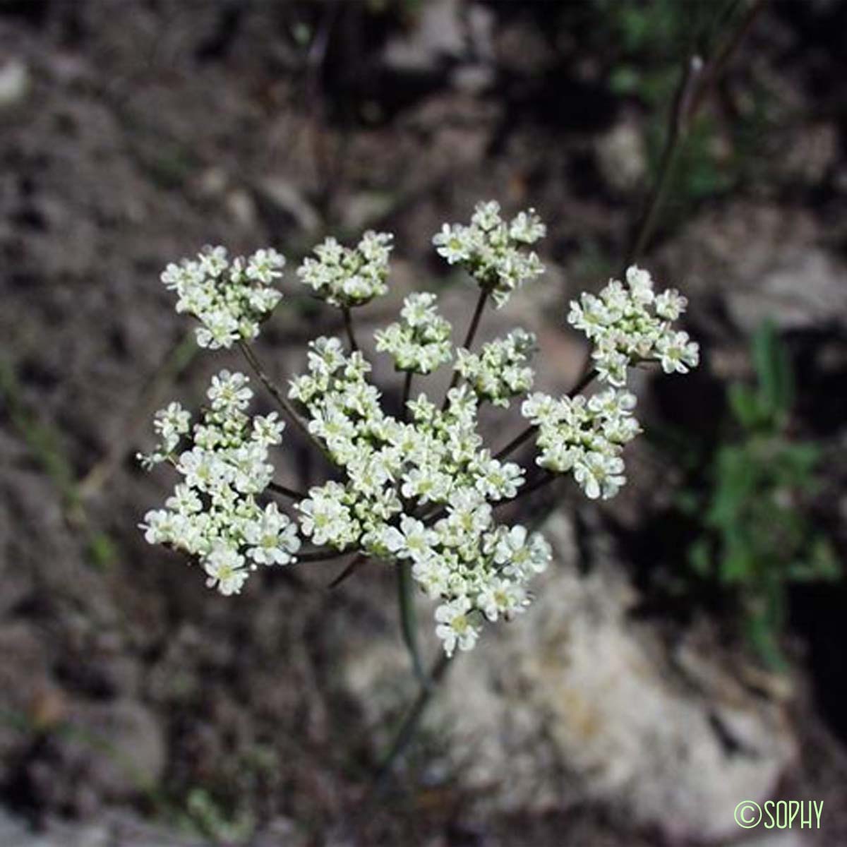 Bunium Noix-de-terre - Bunium bulbocastanum var. mediterraneum