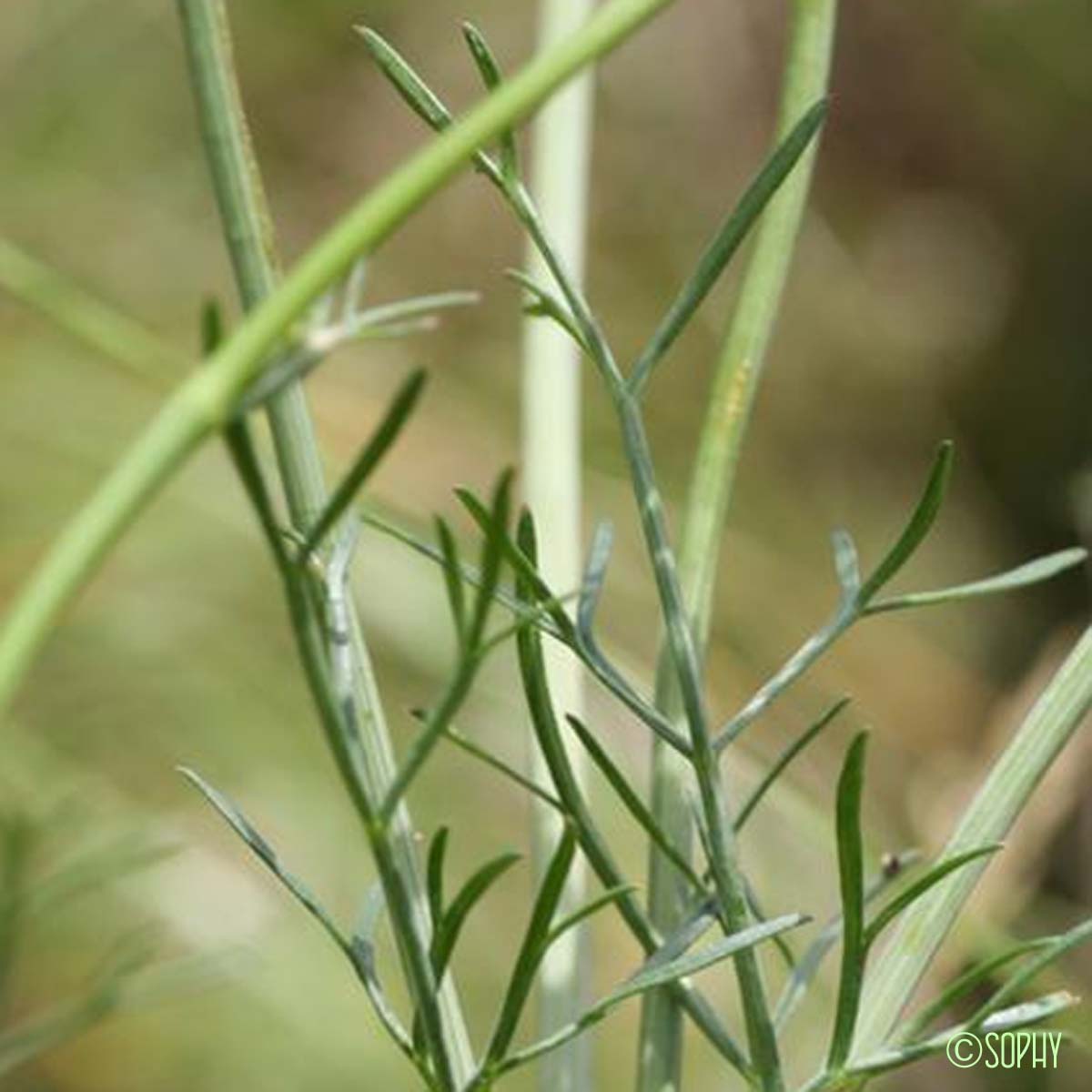 Bunium Noix-de-terre - Bunium bulbocastanum var. mediterraneum