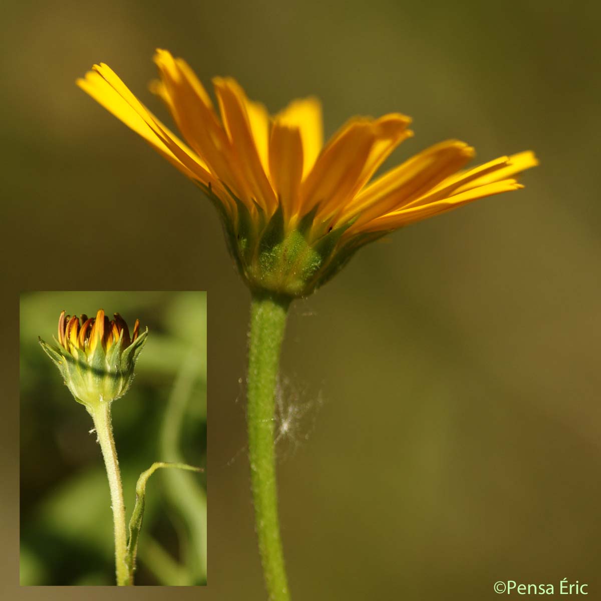 Buphtalme à feuilles de saule - Buphthalmum salicifolium