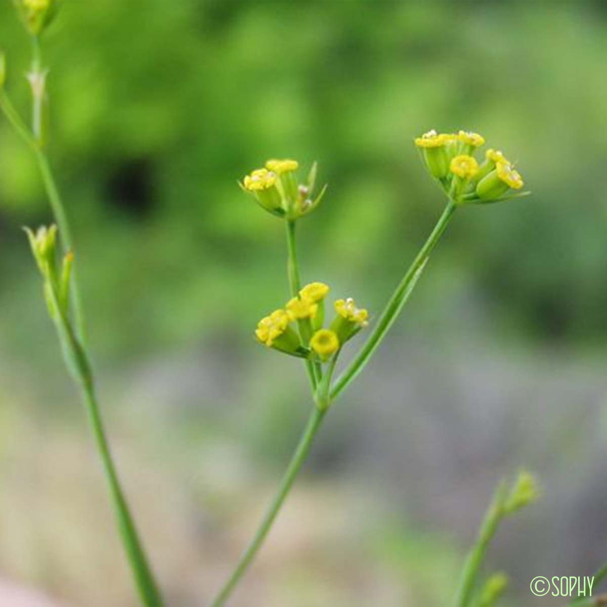 Buplèvre à feuilles de jonc - Bupleurum praealtum