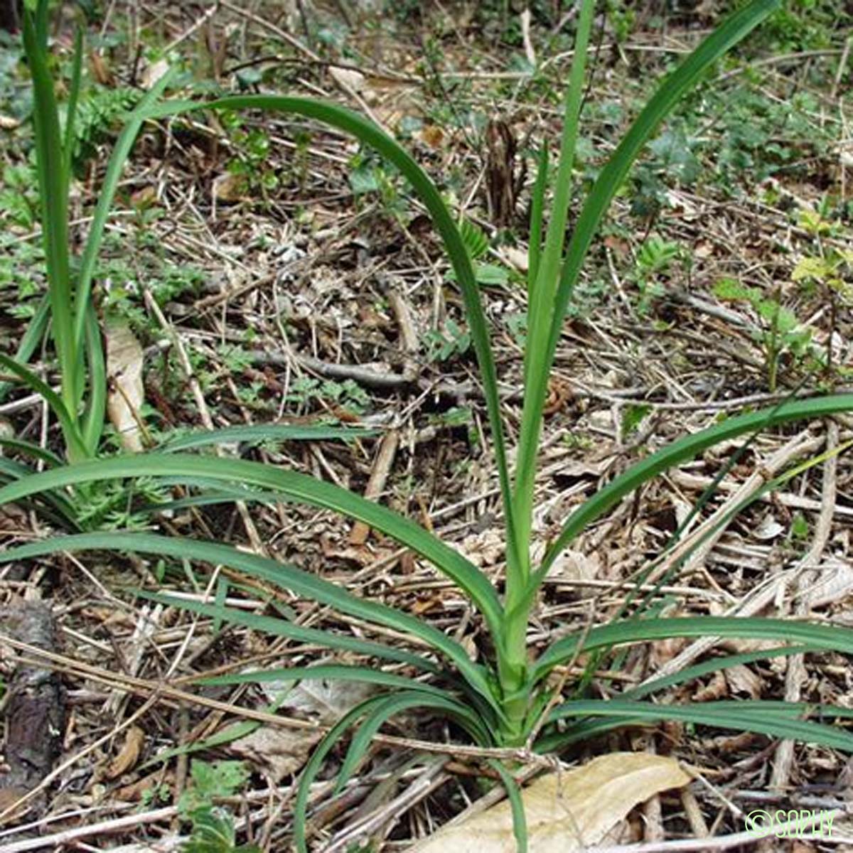 Buplèvre à feuilles de jonc - Bupleurum praealtum